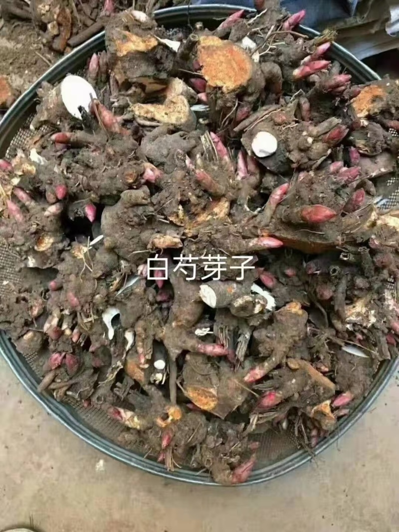 正宗亳州白芍芽头蒲棒