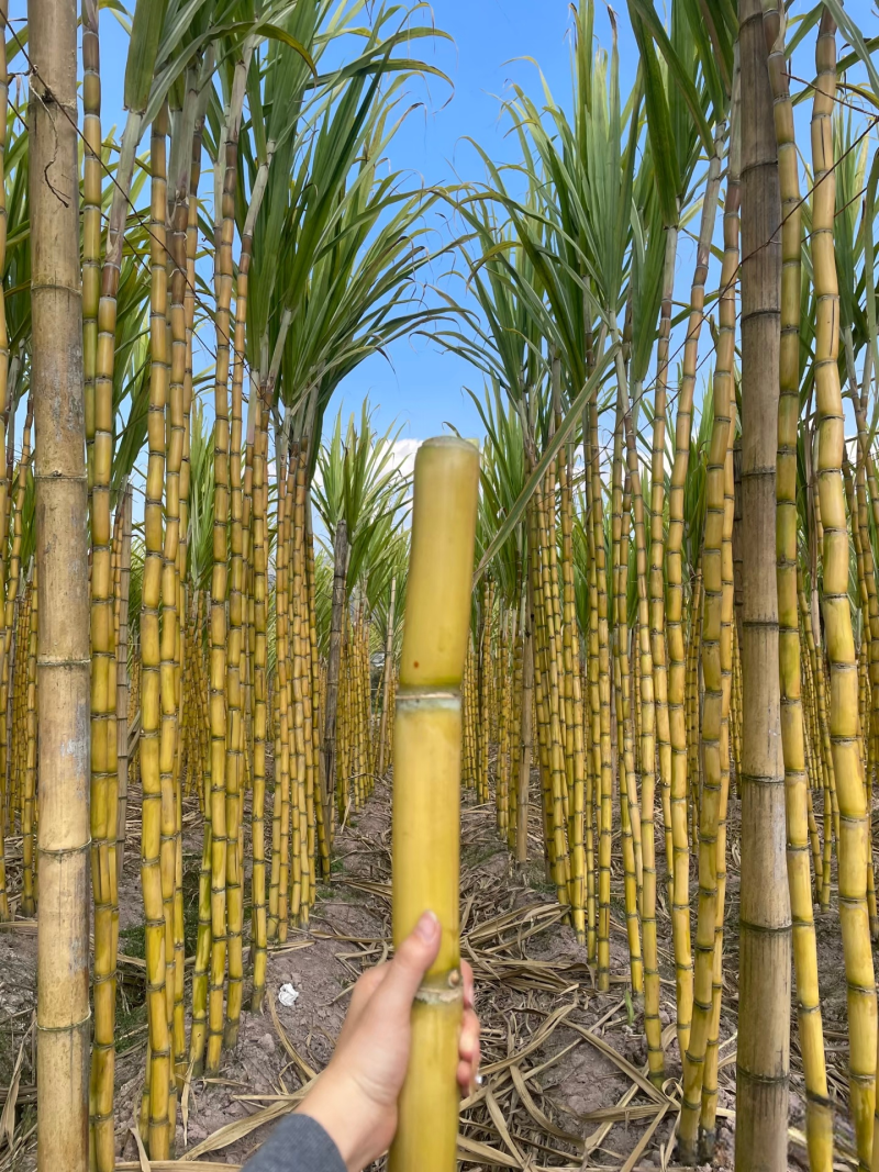 云南高山黄金甘蔗纯甜口感，皮薄多汁，整车发货