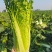 青麻叶白菜苗
