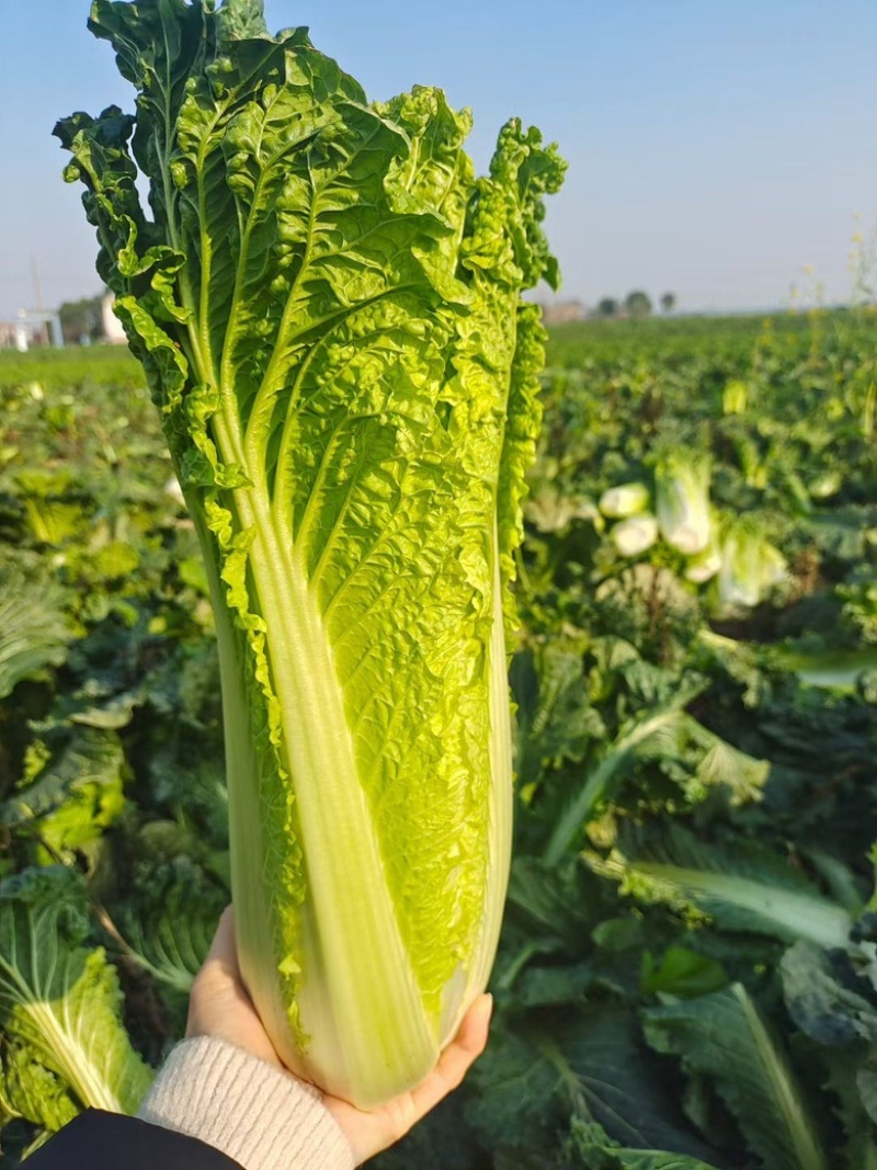 青麻叶白菜苗