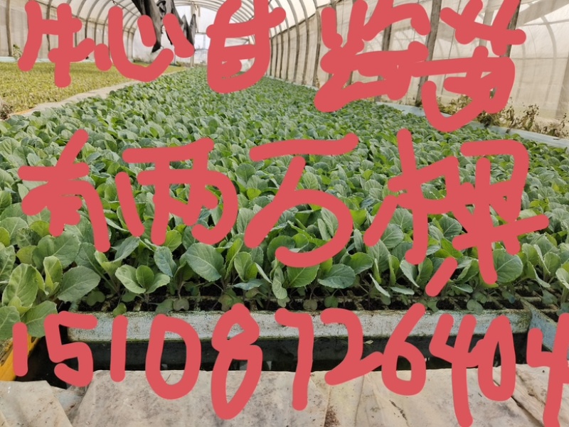 尖峰牛心甘监苗