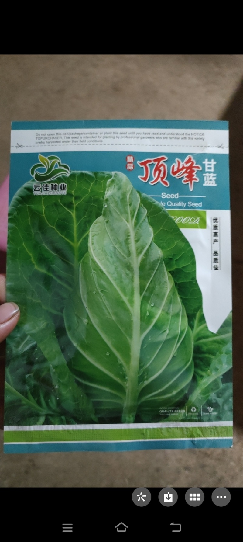 尖峰牛心甘监苗