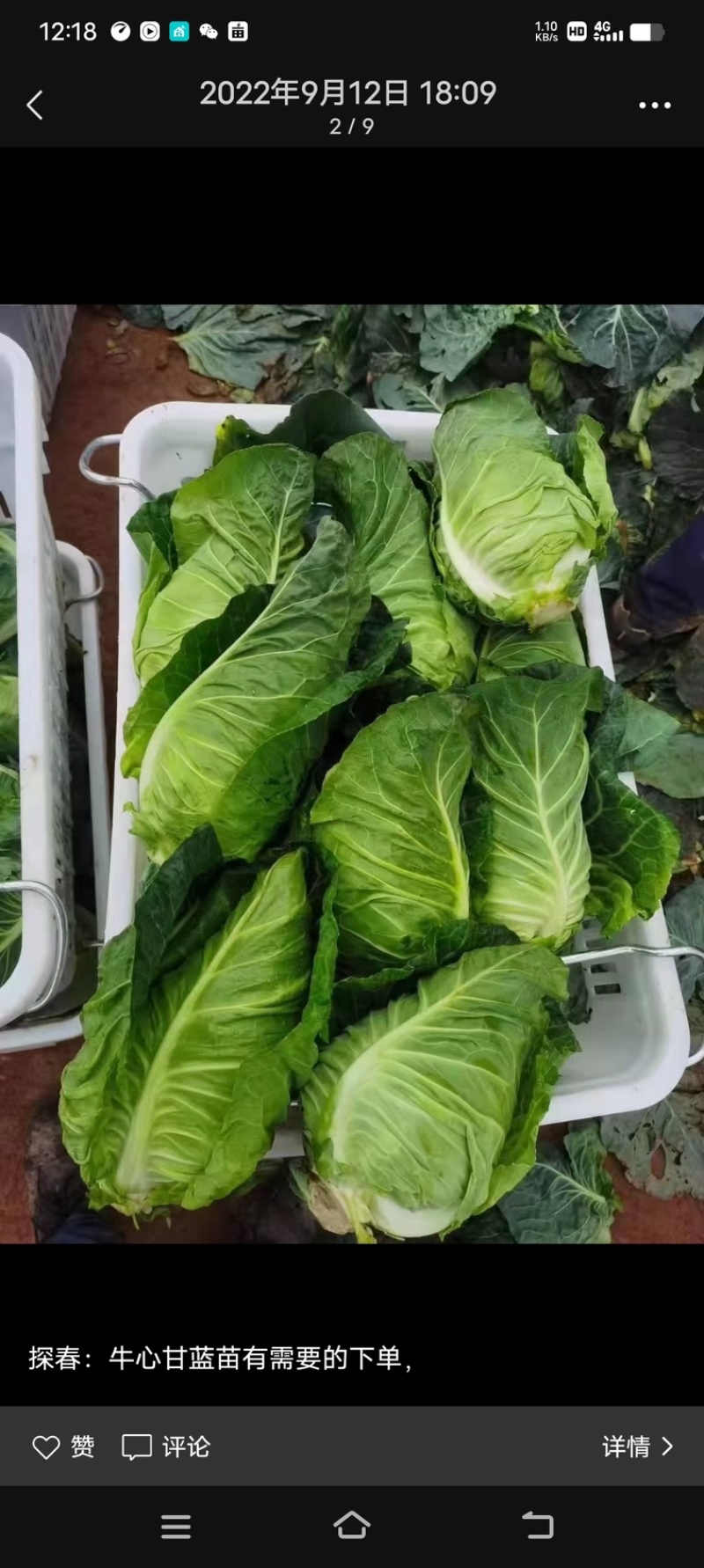 尖峰牛心甘监苗