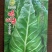尖峰牛心甘监苗