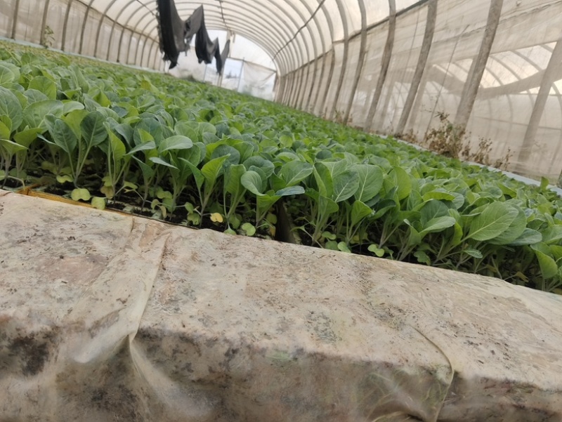 尖峰牛心甘监苗
