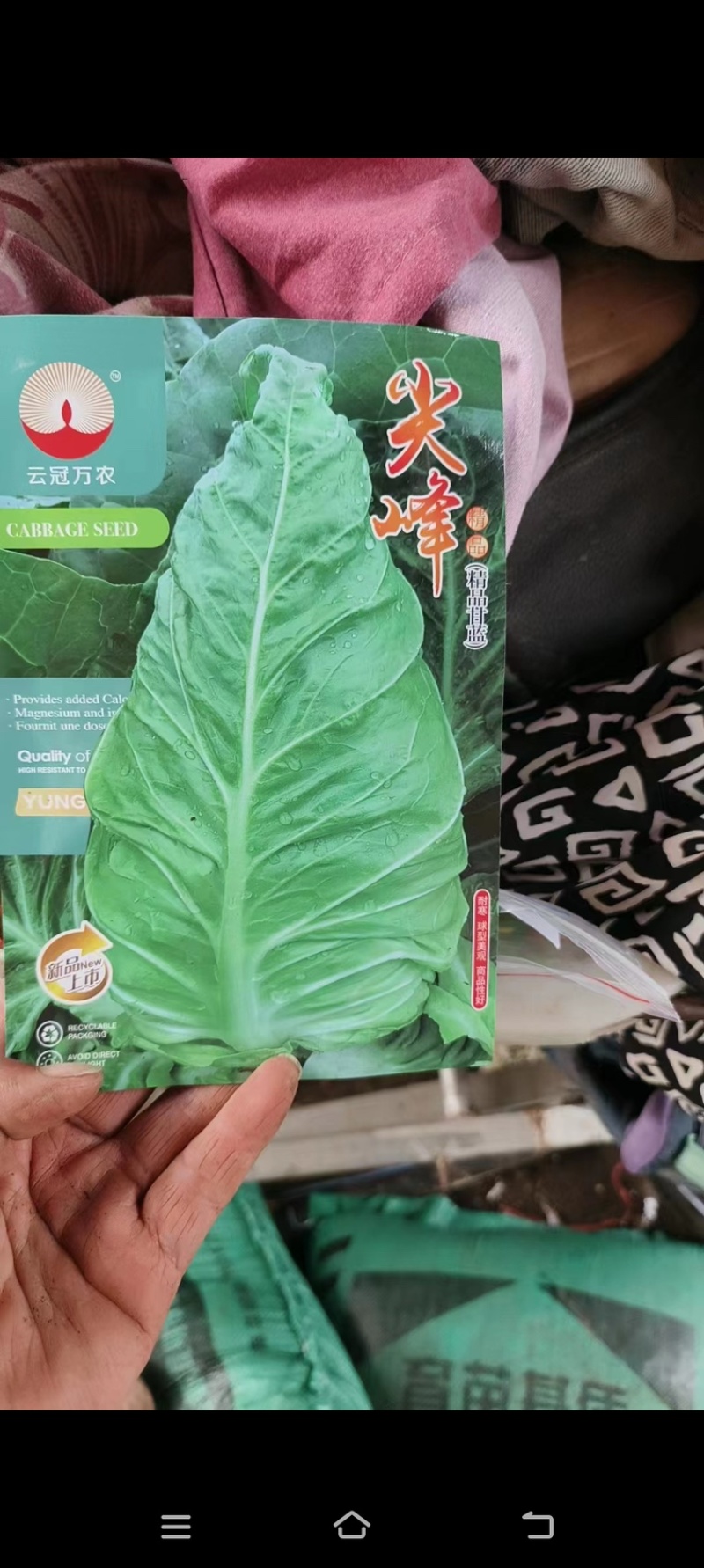 尖峰牛心甘监苗