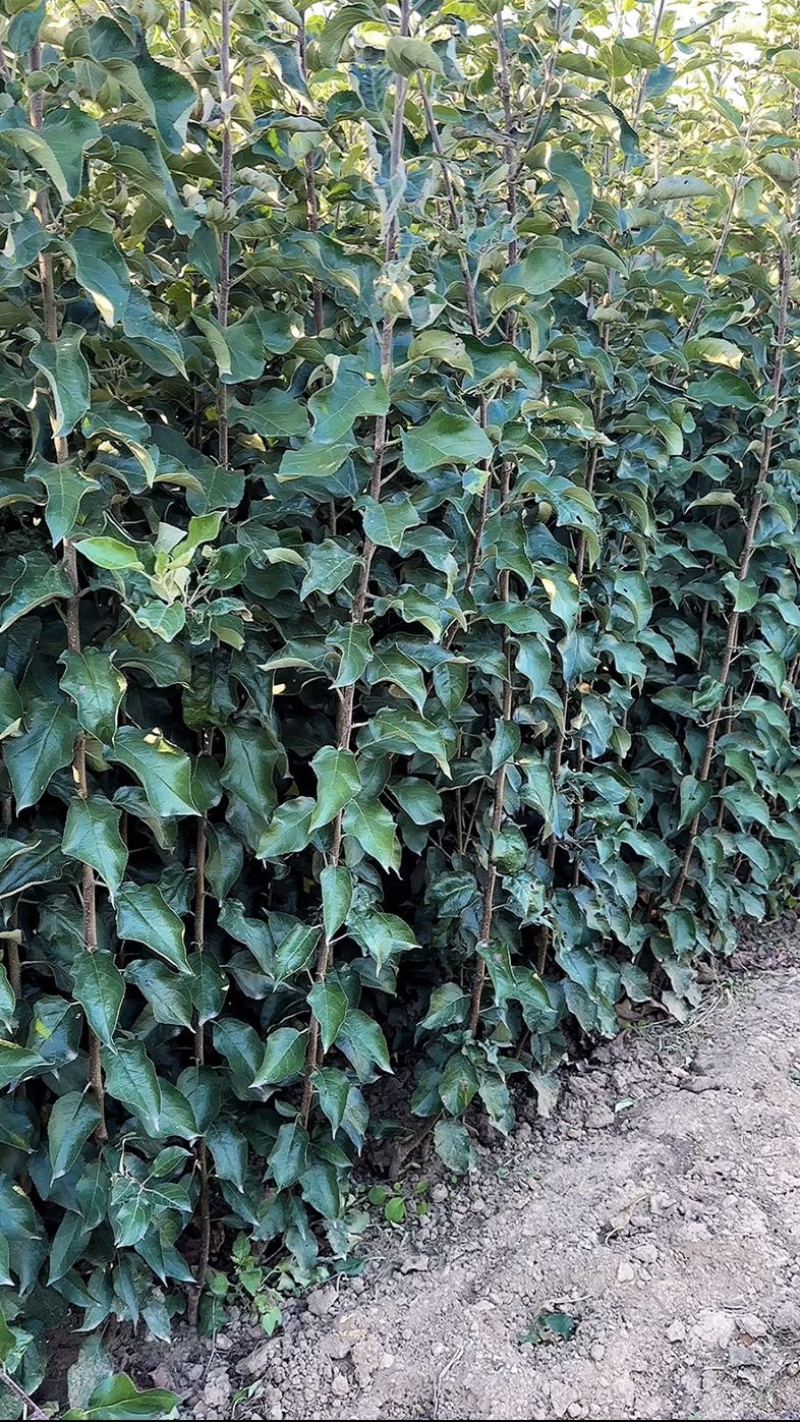 众城一号全红苹果苗乔化苗果面鲜艳上色快耐储存