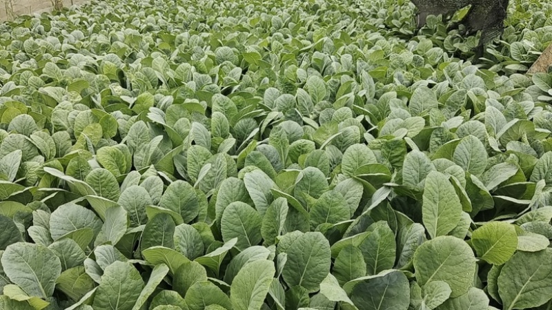 高角青杆小米粒松花苗