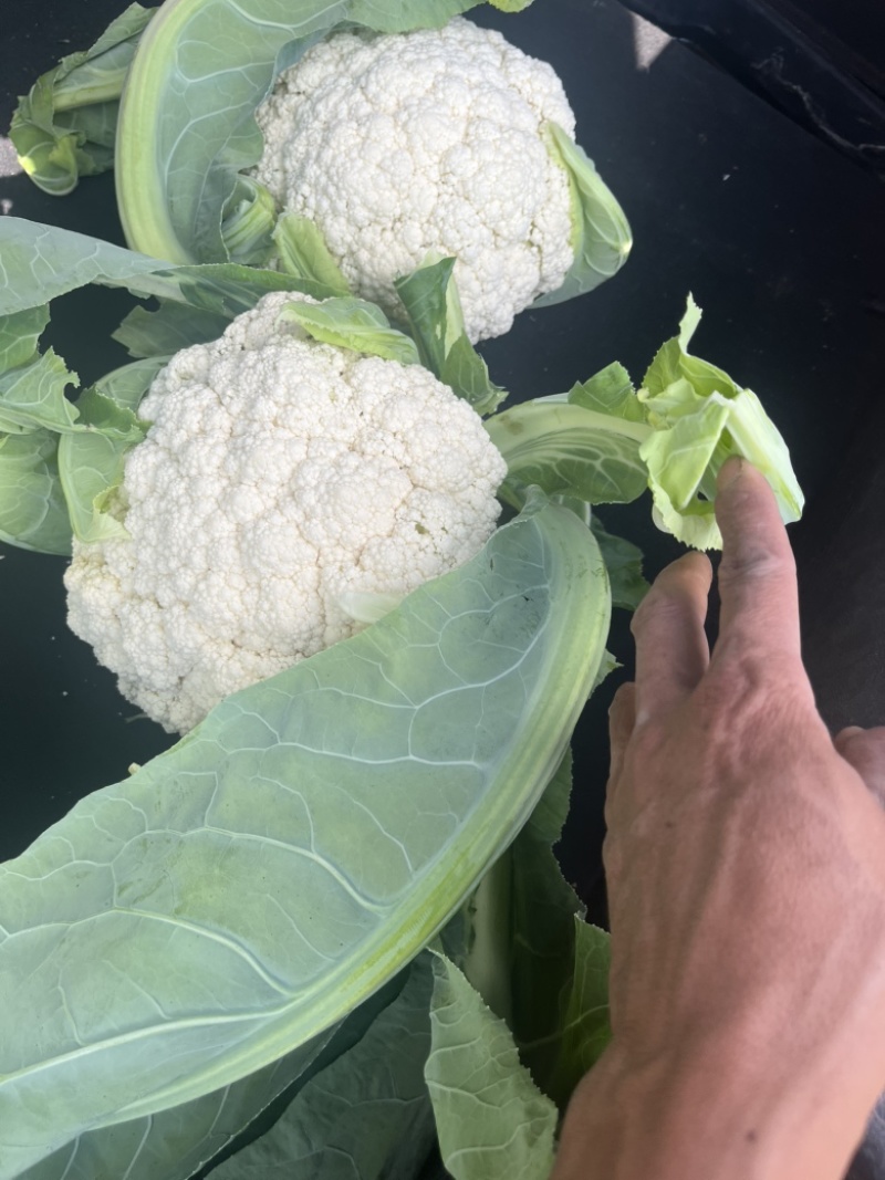 高角青杆小米粒松花苗