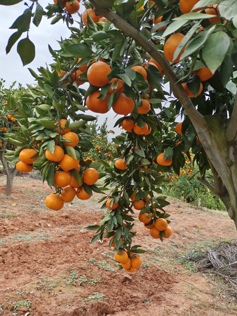 柑橘湖北蜜橘丑橘小叶桔皮薄多汁产地直发祥明果业