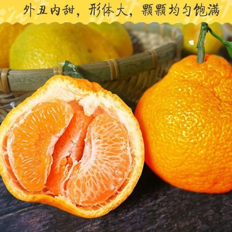 丑橘产地一手货源，出口外贸产地直销，对接市场电商平台