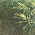 云南小黄姜二黄姜产地一手货源，对接全国市场电商平台