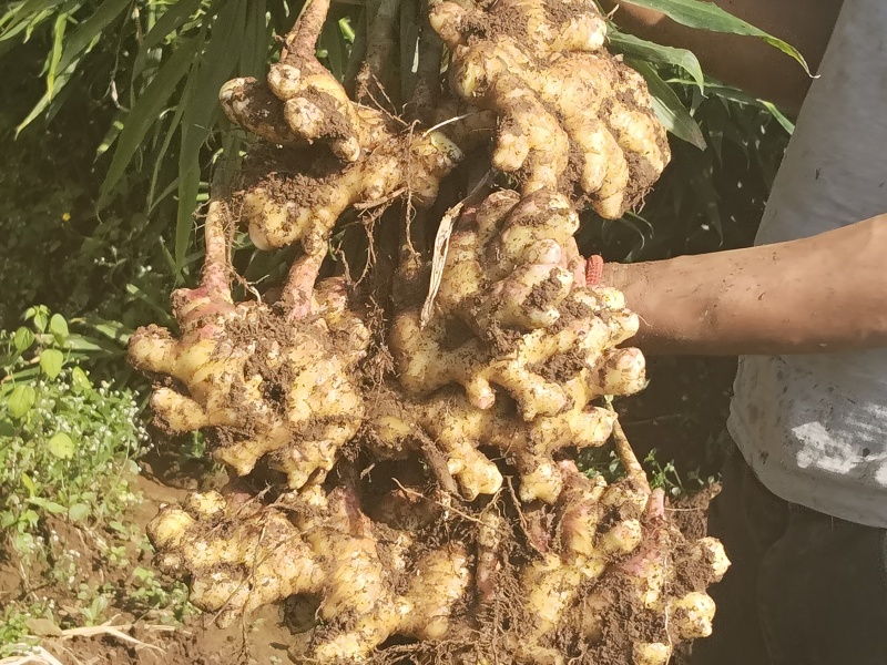 云南小黄姜二黄姜产地一手货源，对接全国市场电商平台
