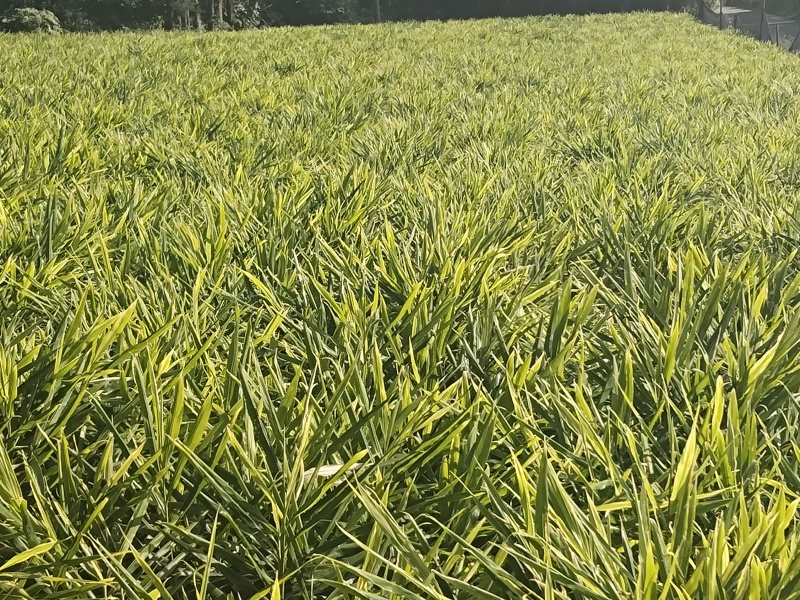 云南小黄姜二黄姜产地一手货源，对接全国市场电商平台