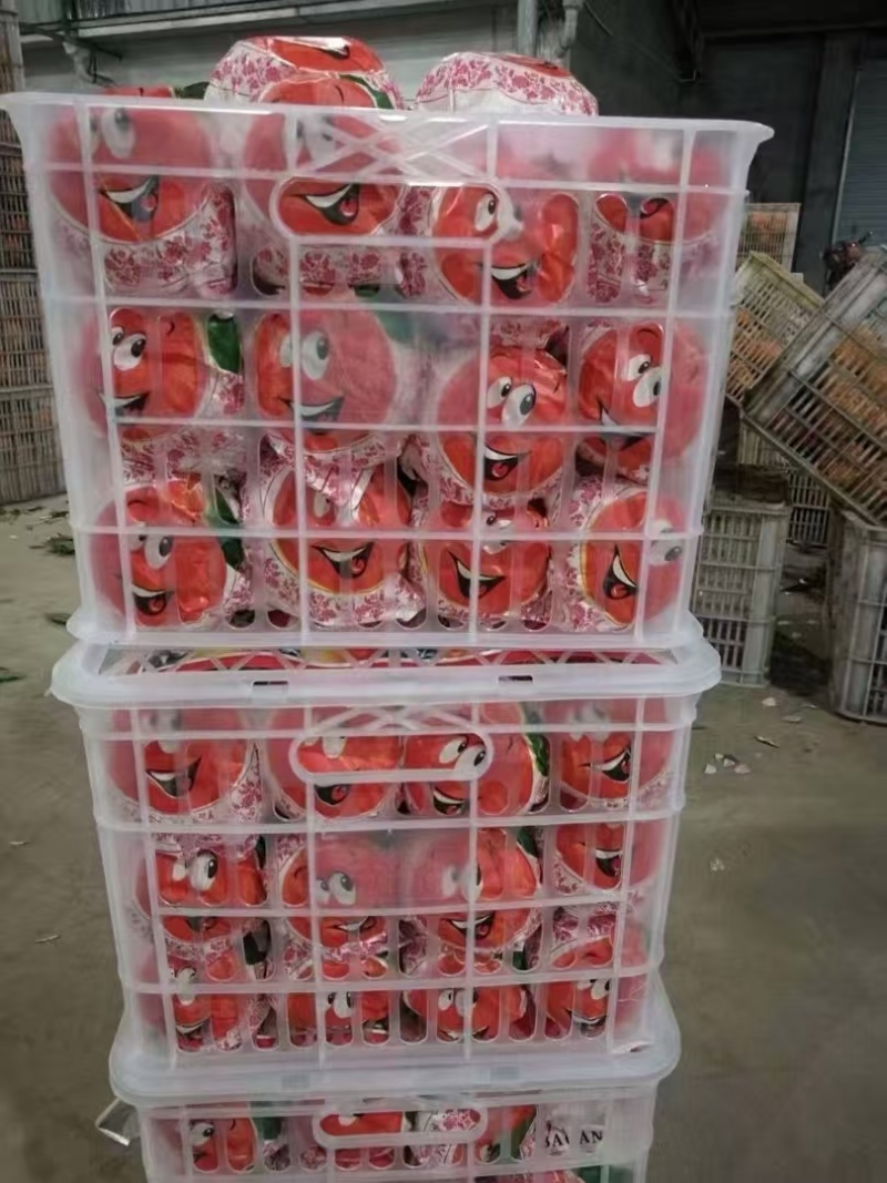 丑橘春见耙耙柑不知火大量上市保质保量