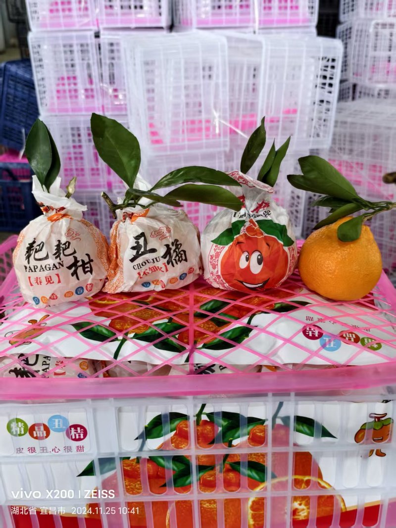 丑橘春见耙耙柑不知火大量上市保质保量