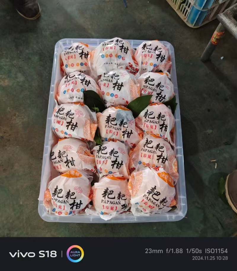 丑橘春见耙耙柑不知火大量上市保质保量