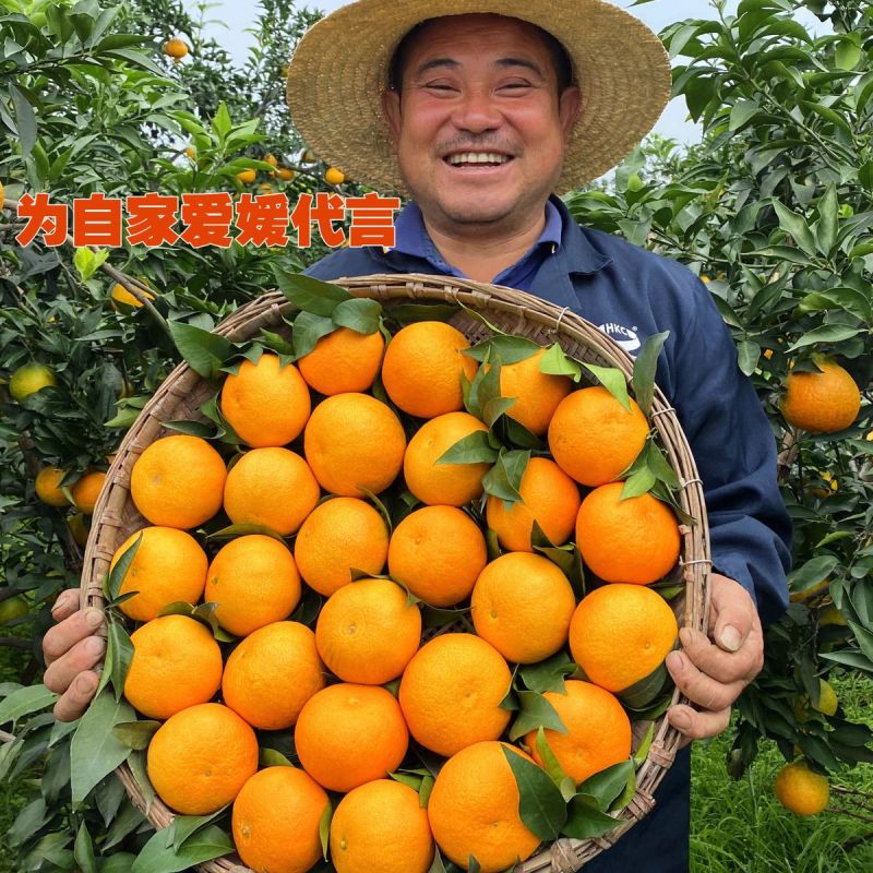 爱媛橙对接电商，出口外贸产地直销，量大优惠，欢迎合作