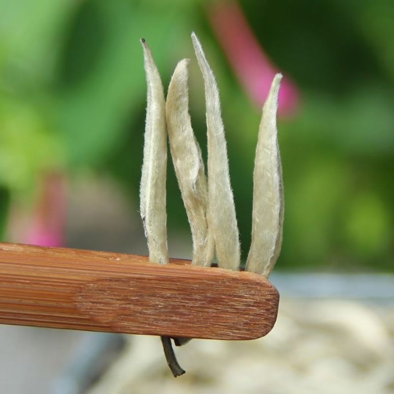 白毫银针白茶中的**，芽头特别饱满肥硕、匀整。口感清鲜