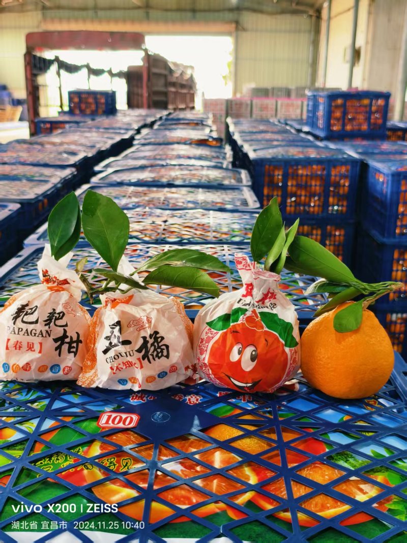 不知火丑橘大量有货保质保量皮薄多汁