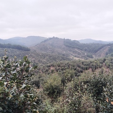 山茶油