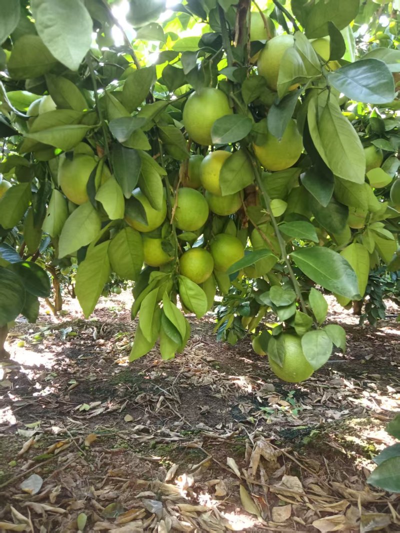 云南冰糖橙大量上市看上的老板联系，货量大销量全国各地