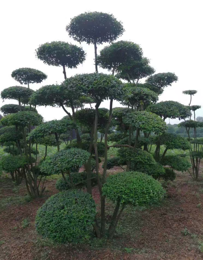 造型小叶女贞