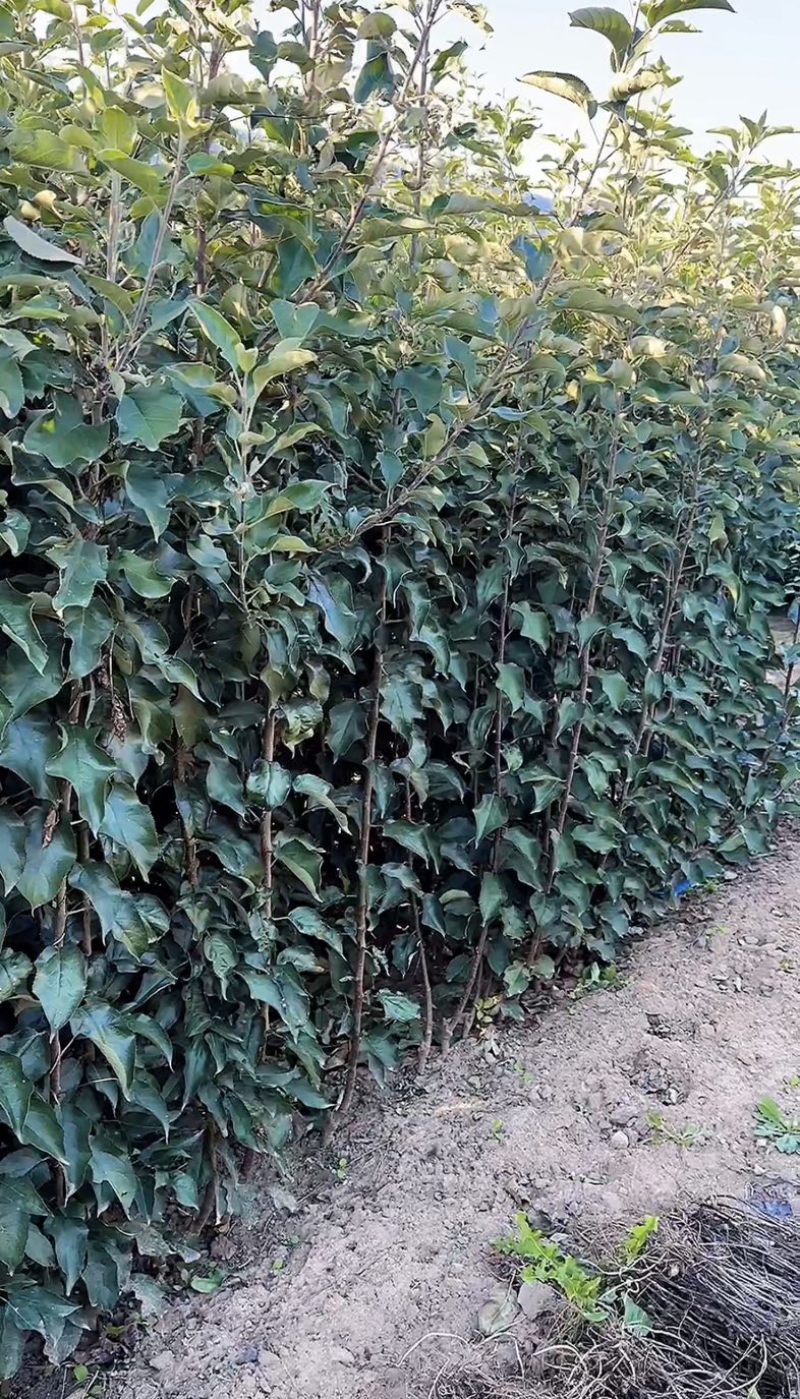 寒富耐寒苹果苗全红大苹果