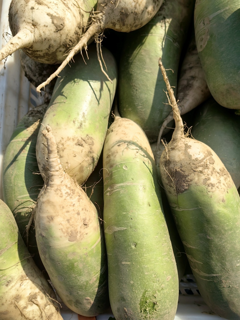 萝卜