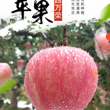 山西万荣红富士苹果，优质水果成熟啦