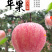 山西万荣红富士苹果，优质水果成熟啦