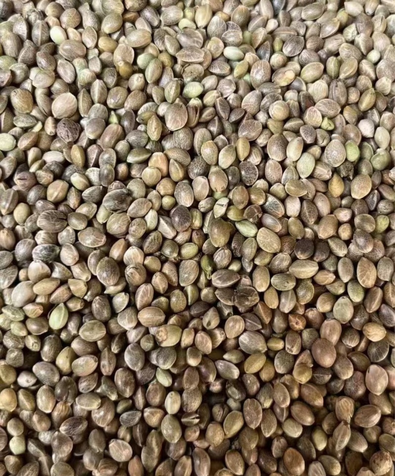 陕西榆林定边火麻子
