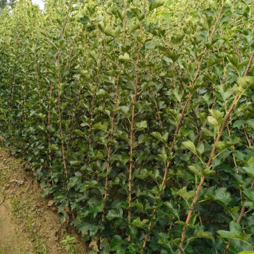 大磨盘山楂苗果个大产量高丰产稳产粗旷管理
