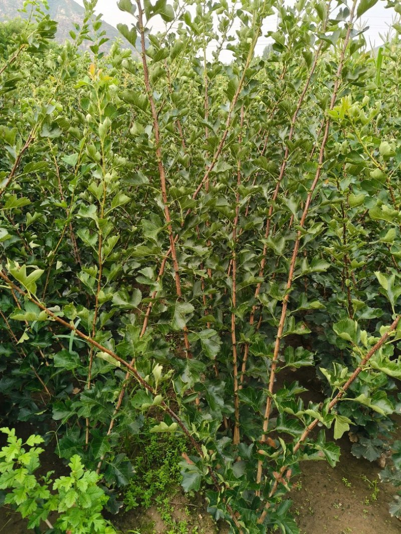 大磨盘山楂苗果个大产量高丰产稳产粗旷管理