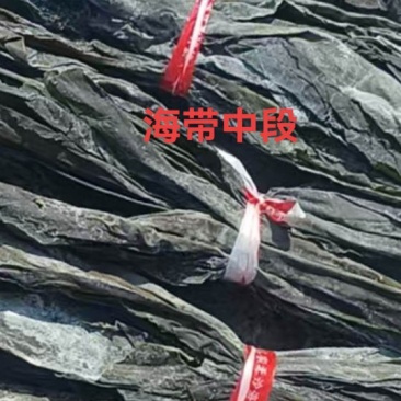 福建霞浦海带