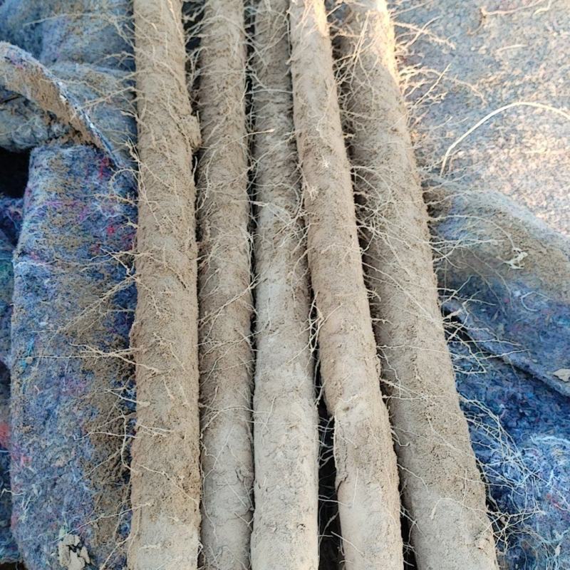 今年的山药没有虫眼没有水豆，非常好漂亮