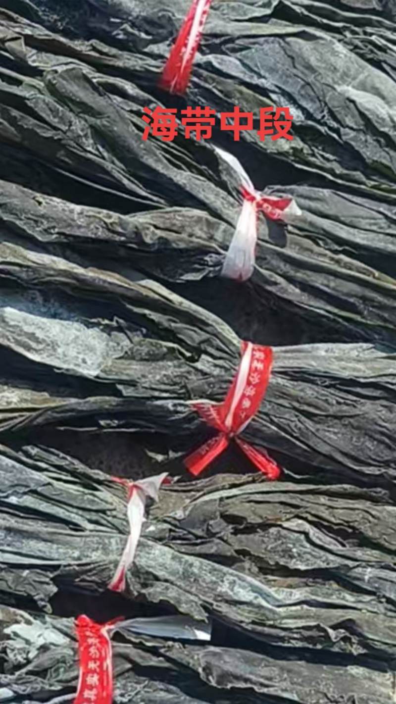 福建霞浦海带