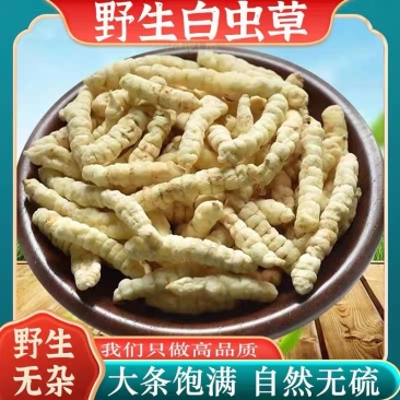 地蚕参虫草参白虫草中药材地蚕大量现货