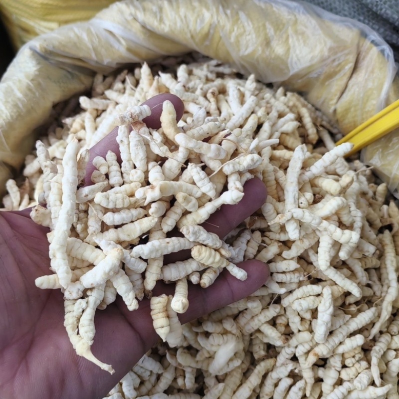 地蚕参虫草参白虫草中药材地蚕大量现货