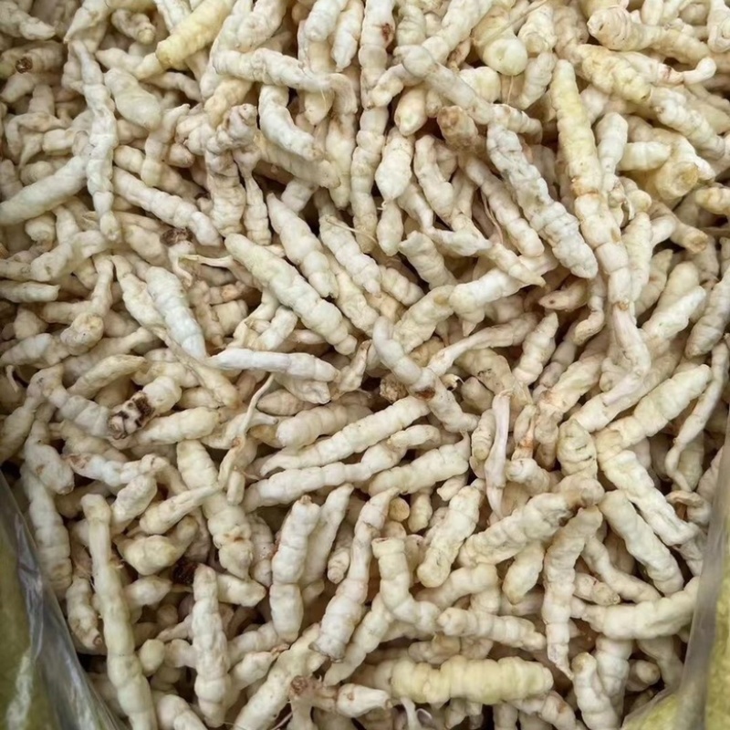 地蚕参虫草参白虫草中药材地蚕大量现货