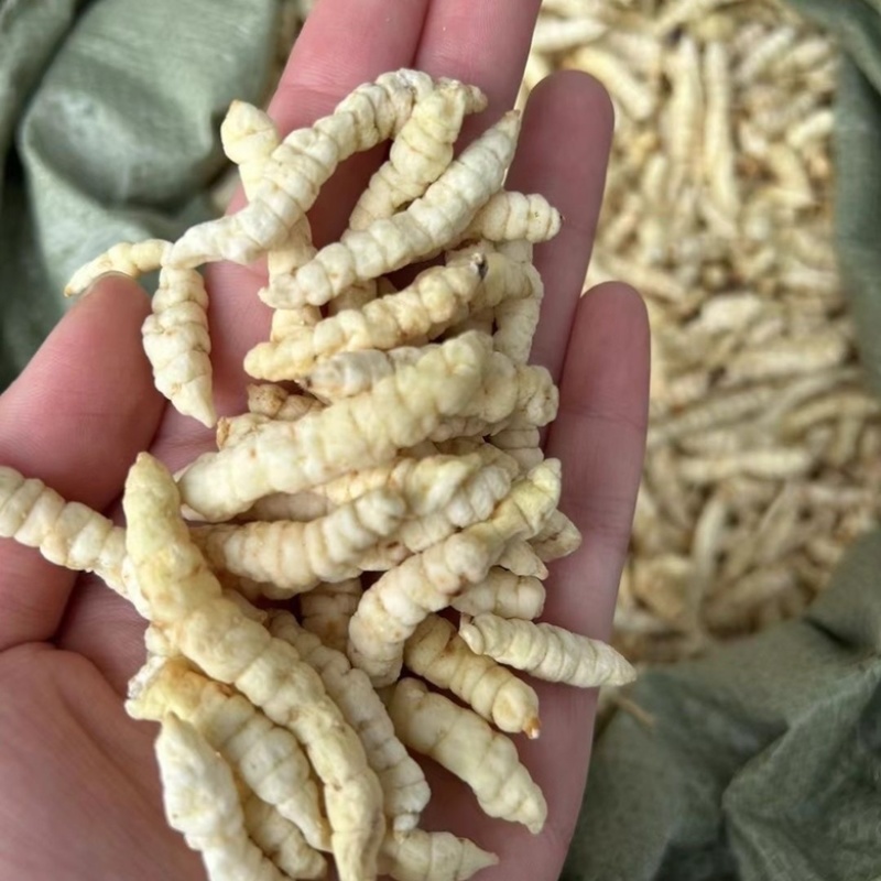 地蚕参虫草参白虫草中药材地蚕大量现货