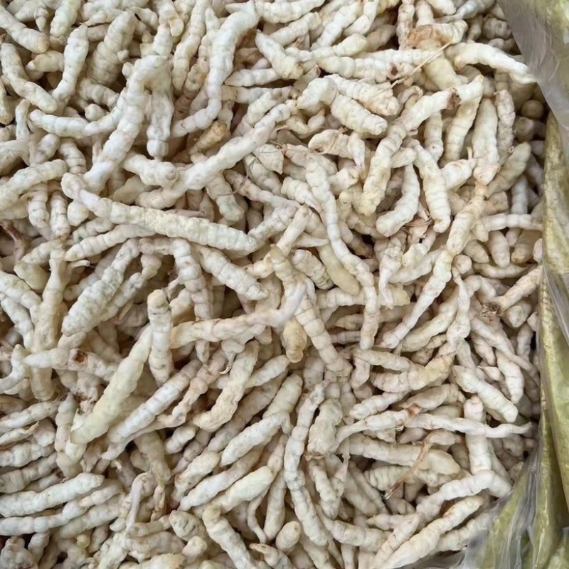 地蚕参虫草参白虫草中药材地蚕大量现货
