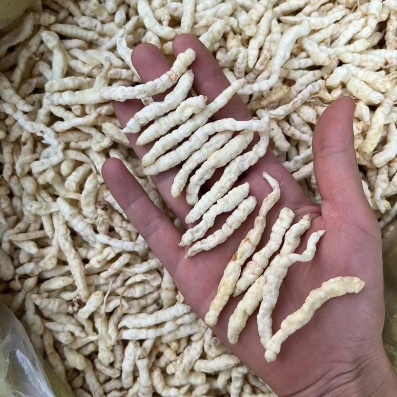 地蚕参虫草参白虫草中药材地蚕大量现货