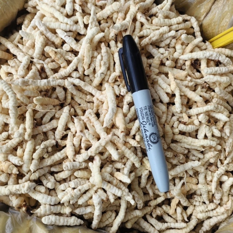 地蚕参虫草参白虫草中药材地蚕大量现货