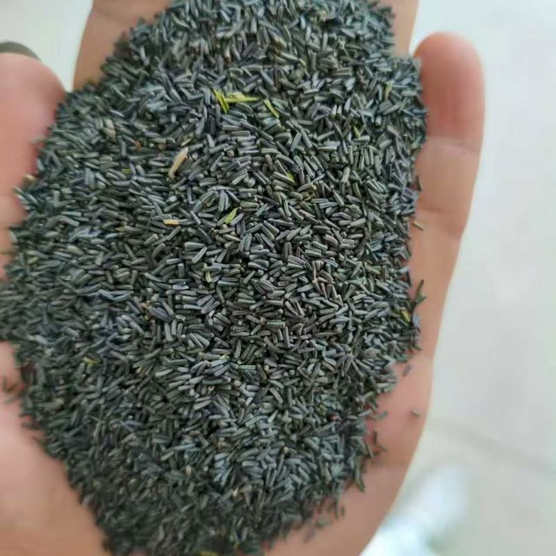 黑心菊种子，厂家直发，品质保证，全国发货，技术指导，欢迎选购
