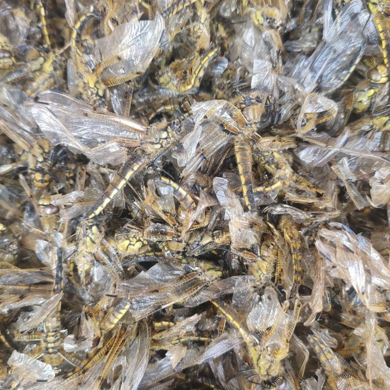 蜻蜓中药材蜻蜓绿蜻蜓正品精选中药材合作共赢