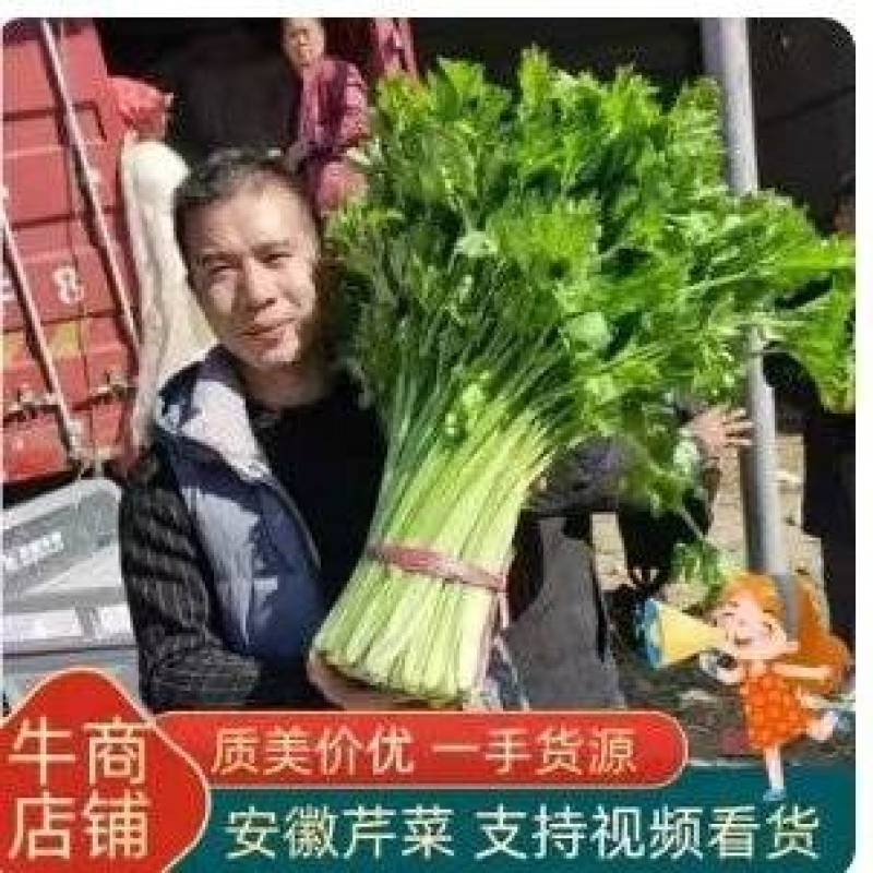 安徽皇后芹菜翠绿实心无丝产地直发对接市场电商商超