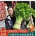 安徽皇后芹菜翠绿实心无丝产地直发对接市场电商商超