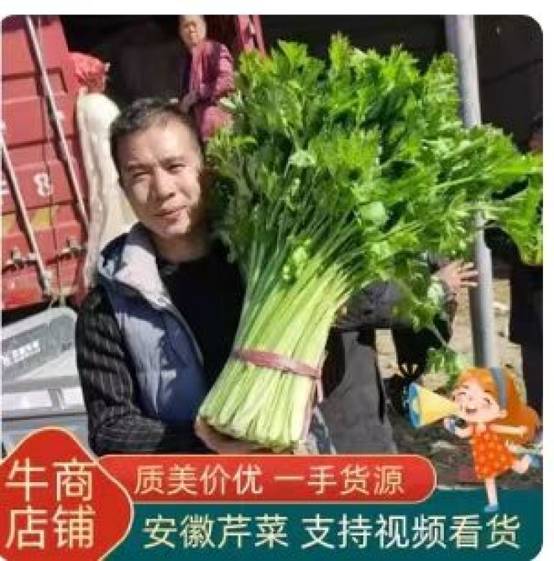 安徽皇后芹菜翠绿实心无丝产地直发对接市场电商商超