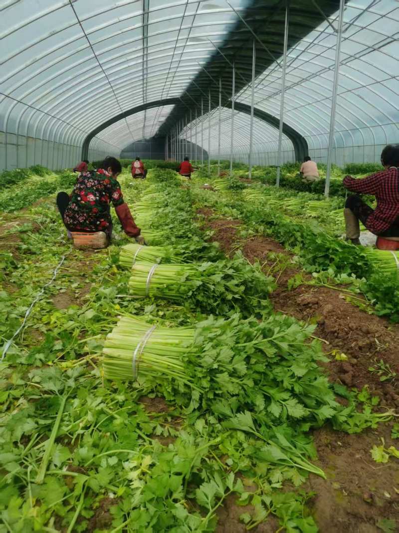 安徽皇后芹菜翠绿实心无丝产地直发对接市场电商商超